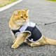 Cat-Harness-Chest-Strap-with-Leash-6.webp