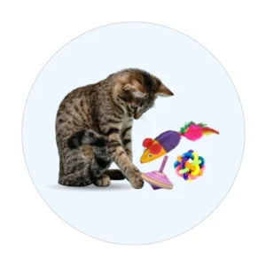 Cat Toys