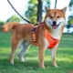 Comfortable-Dog-Harness-No-Pull-Reflective-and-Soft-11.webp