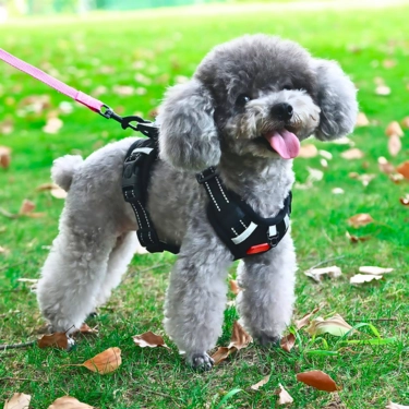 Comfortable-Dog-Harness-No-Pull-Reflective-and-Soft-29.webp