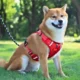 Comfortable-Dog-Harness-No-Pull-Reflective-and-Soft-3.webp