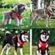 Comfortable-Dog-Harness-No-Pull-Reflective-and-Soft-5.webp