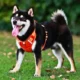 Comfortable-Dog-Harness-No-Pull-Reflective-and-Soft-8.webp