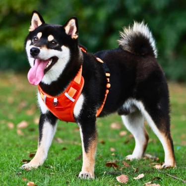 Comfortable-Dog-Harness-No-Pull-Reflective-and-Soft-8.webp