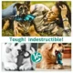 Crocodile-Shape-Dog-Toy-11.webp