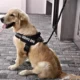Dog-Adjustable-Reflective-Harness-10.webp