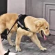 Dog-Adjustable-Reflective-Harness-24.webp