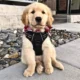 Dog-Harness-and-Leash-for-Walking-7.webp