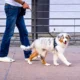 Dog-Leash-with-Comfortable-Padded-Handle-24.webp