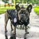 Dog-Lightweight-Rain-Jacket-Waterproof-4.webp