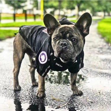 Dog-Lightweight-Rain-Jacket-Waterproof-4.webp