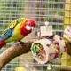 Durable-Wood-Construction-Bird-Bell-Toy-2.webp