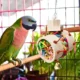 Durable-Wood-Construction-Bird-Bell-Toy-5.webp