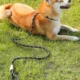 Heavy-Duty-Rope-Leash-for-Medium-Large-Dogs-27.webp