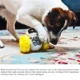 Interactive-Dog-Food-Dispenser-Puzzle-Toys-8.webp