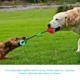 Molar-Bite-Dog-Toy-9-2.webp