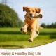 Non-Toxic-Beef-Molar-Dog-Chewing-Toy-9.webp