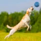 Non-Toxic-Pet-Sports-Rubber-Balls-Toy-23.webp
