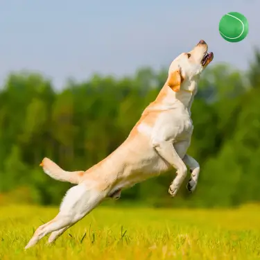 Non-Toxic-Pet-Sports-Rubber-Balls-Toy-3.webp