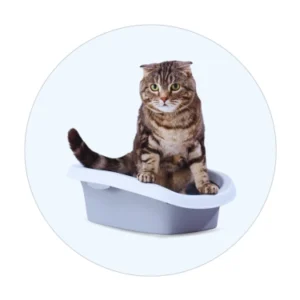 Outdoor Top Entry Cat Litter Box