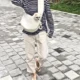 Pet-Kitten-Carrier-Outdoor-Travel-Handbag-3.webp