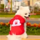 Pets-Cute-Mickey-Mouse-Vest-23.webp