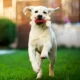Rubber-Toy-for-Large-Dog-9.webp