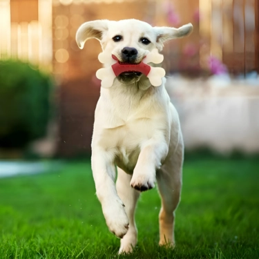 Rubber-Toy-for-Large-Dog-9.webp