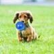 Squeaky-Rubber-Ball-Dog-Toy-24.webp