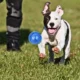 Squeaky-Rubber-Ball-Dog-Toy-28.webp