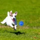 Squeaky-Rubber-Ball-Dog-Toy-33.webp