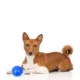 Squeaky-Rubber-Ball-Dog-Toy-7-1.webp