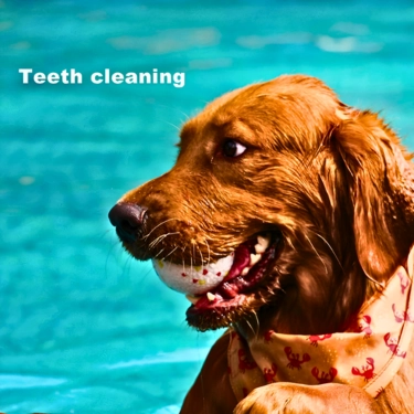 Toy-Bite-Resistant-Interactive-Dog-Ball-6.webp