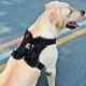 Waterproof-Pet-LED-Light-Harness-For-Night-Safety-19.webp