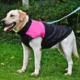 Waterproof-Zipper-Design-Dog-Jacket-Coat-10-1.webp