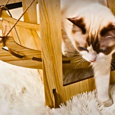 Wood-Cat-Hammock-Swing-Bed-4.webp